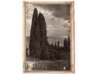 1932 OLD PHOTO UKRAINIAN CRIMEA CYPRESS B893