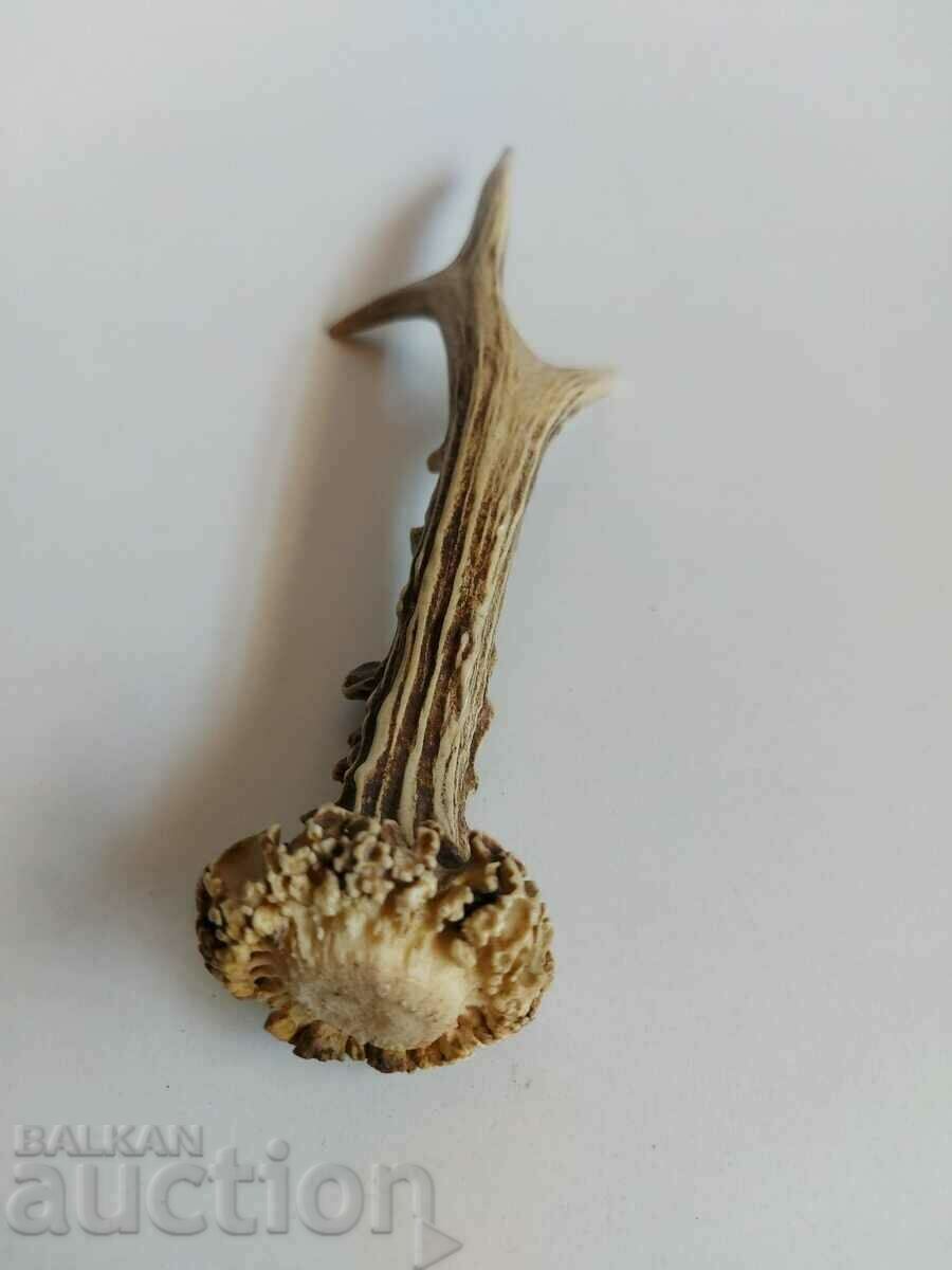 Auction OLD HORN TROPHY DECORATION HUNTING HUNTING Auction OLD HORN TROPHY DECORATION HUNTING HUNTING