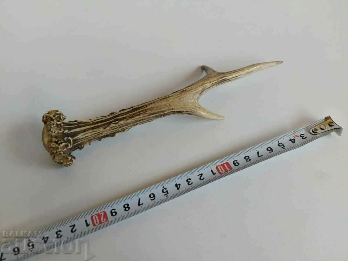 Delivery of OLD HORN TROPHY DECORATION HUNTING HUNTING Delivery of OLD HORN TROPHY DECORATION HUNTING HUNTING