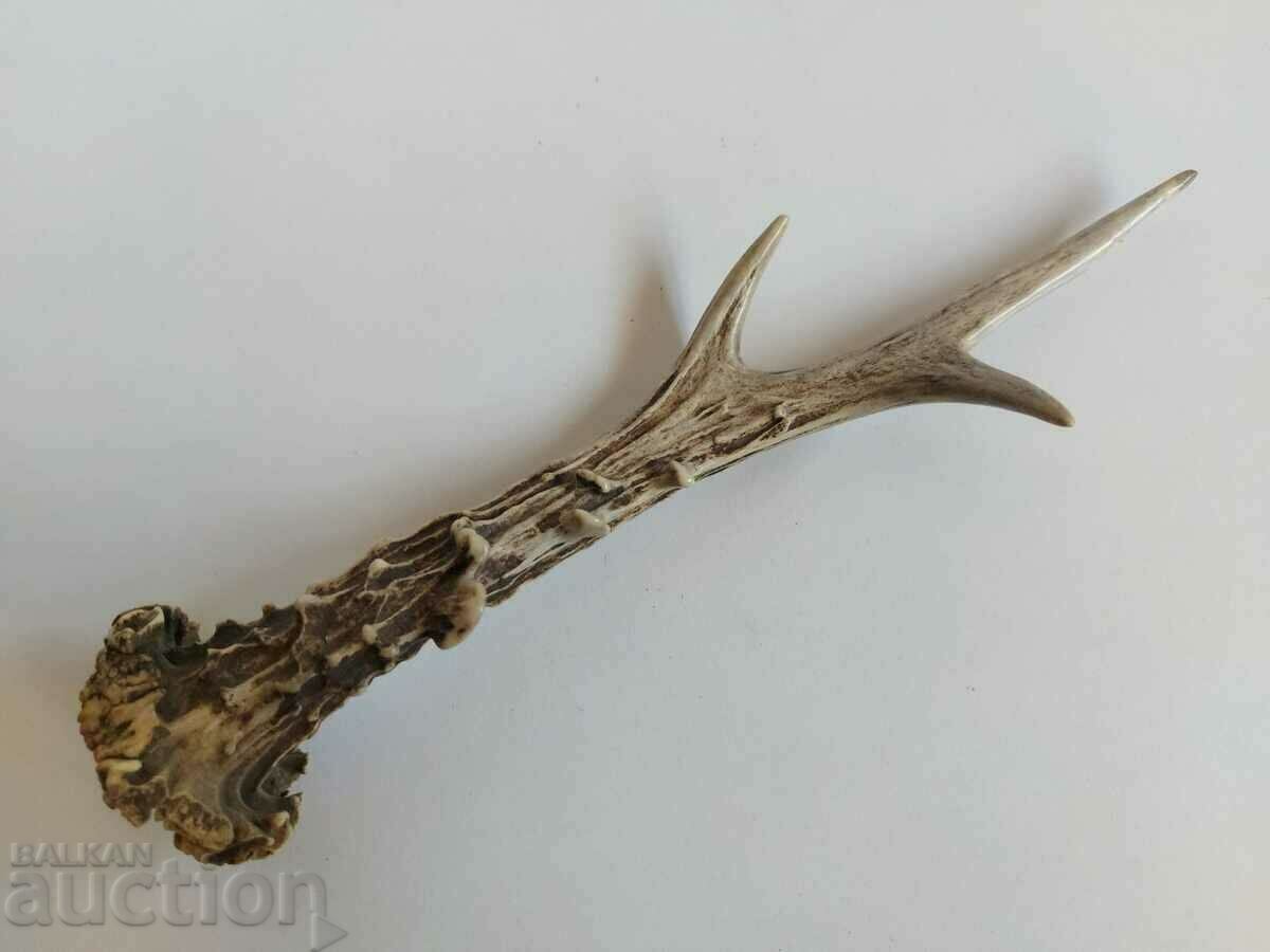 OLD HORN TROPHY DECORATION HUNTING HUNTING - 5 OLD HORN TROPHY DECORATION HUNTING HUNTING - 5