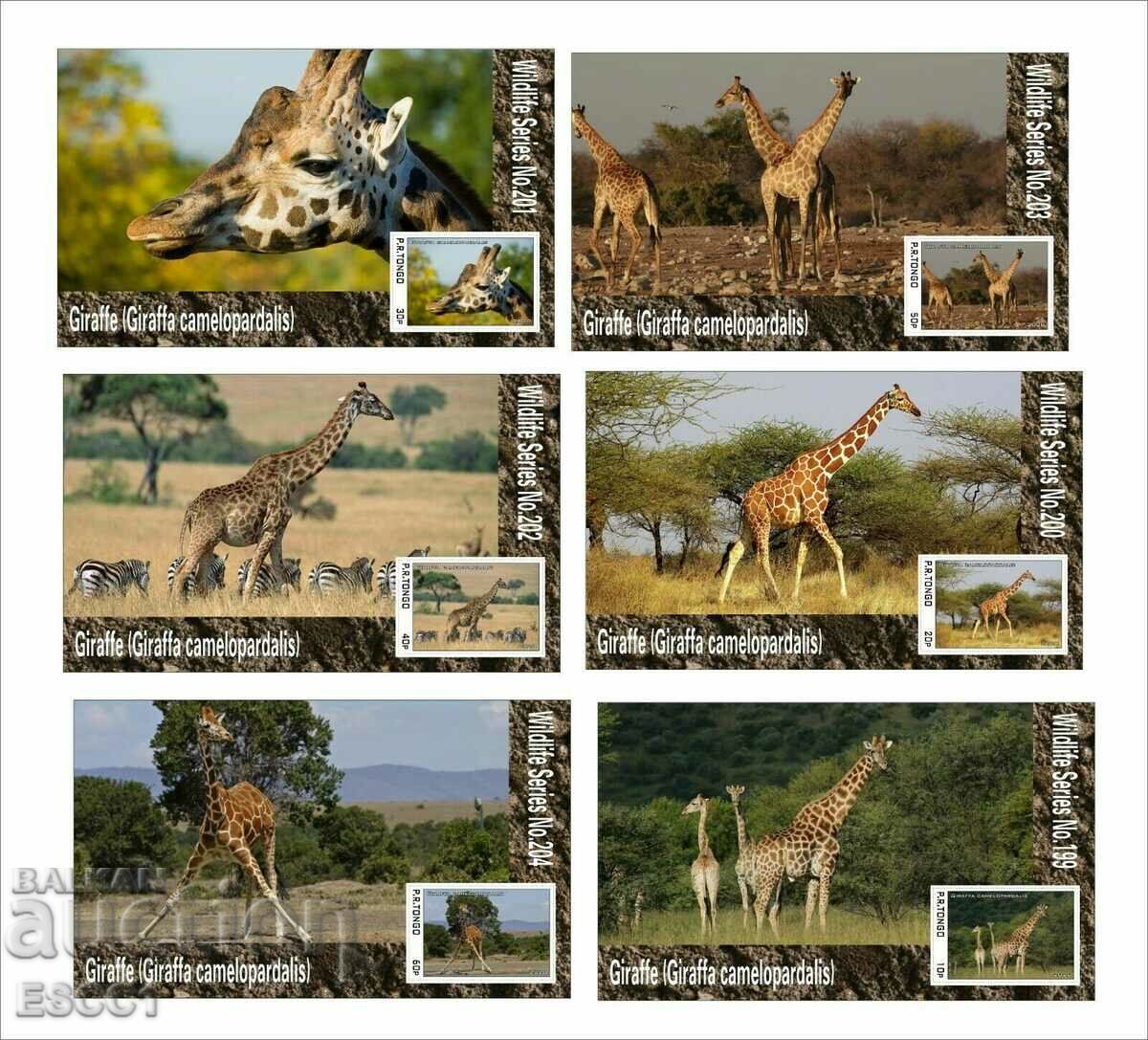 Clean Blocks Fauna Girafes 2020 din Tongo