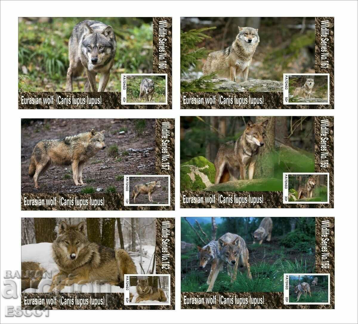 Clean Blocks Fauna Wolves 2020 από το Tongo