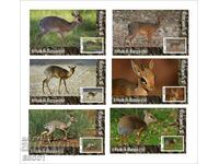 Clean Blocks Fauna Antelope Dik-dik 2020 από το Τόνγκο