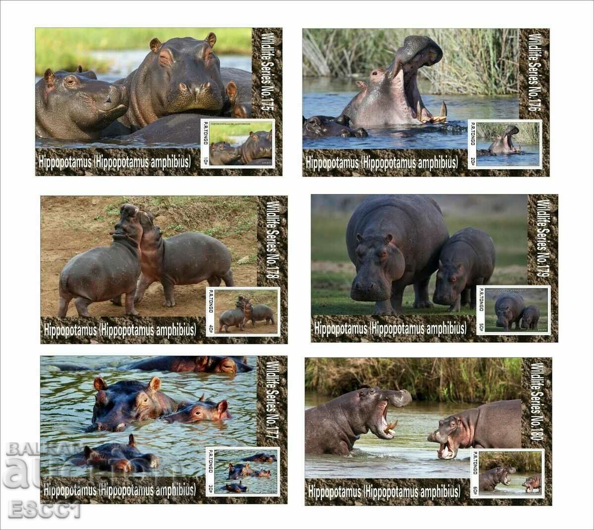 Clean Blocks Fauna Hippopotami 2020 από τον Tongo