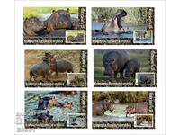 Clean Blocks Fauna Hippopotami 2020 από τον Tongo