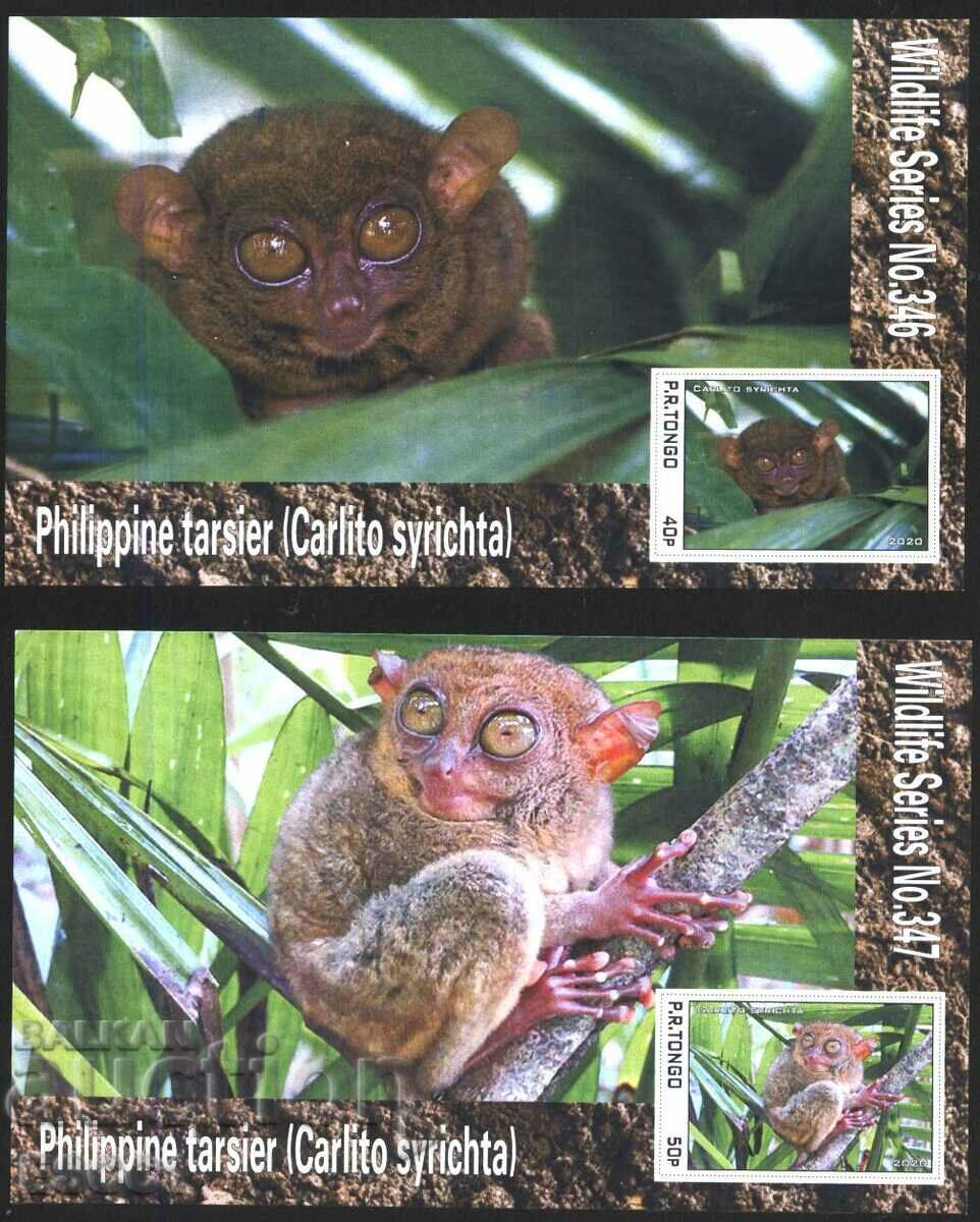 Delivery of Clean Blocks Fauna Tarsier Philippine Longfoot 2020 Tongo Delivery of Clean Blocks Fauna Tarsier Philippine Longfoot 2020 Tongo