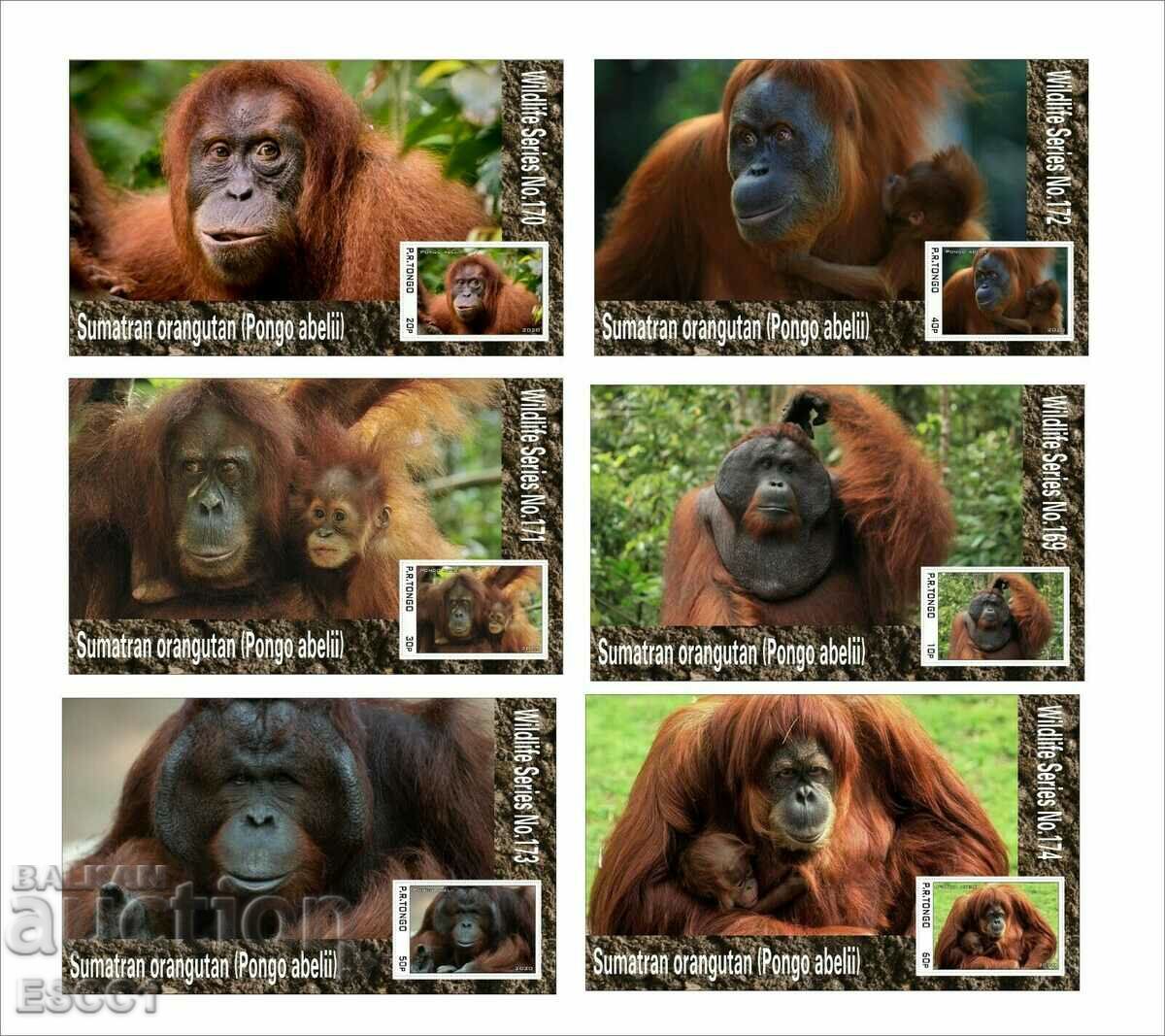 Clean blocks Fauna Monkeys Orangutans 2020 from Tongo