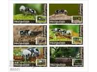 Чисти блокове Фауна  Насекоми Мравка панда 2020 от Тонго