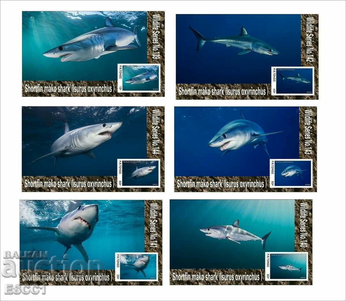 Mako Shark Fauna 2020 Clean Blocks by Tongo