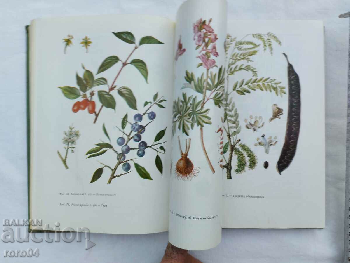 PHYTOTHERAPY - 6 PHYTOTHERAPY - 6