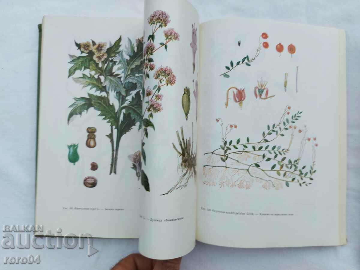 PHYTOTHERAPY - 7 PHYTOTHERAPY - 7