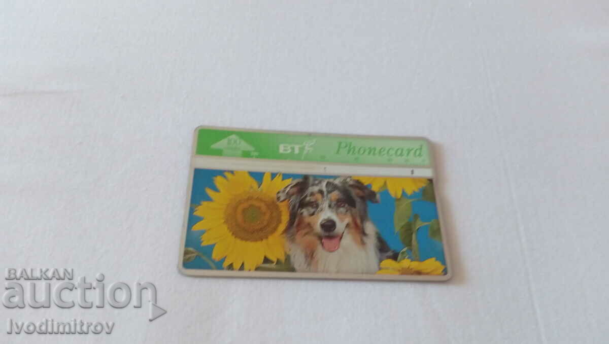 Κάρτα ήχου British Telecom 100 μονάδες Σκύλος και ηλιοτρόπια