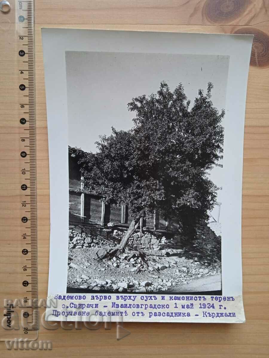Pepiniera de migdal sat Svirachi foto veche
