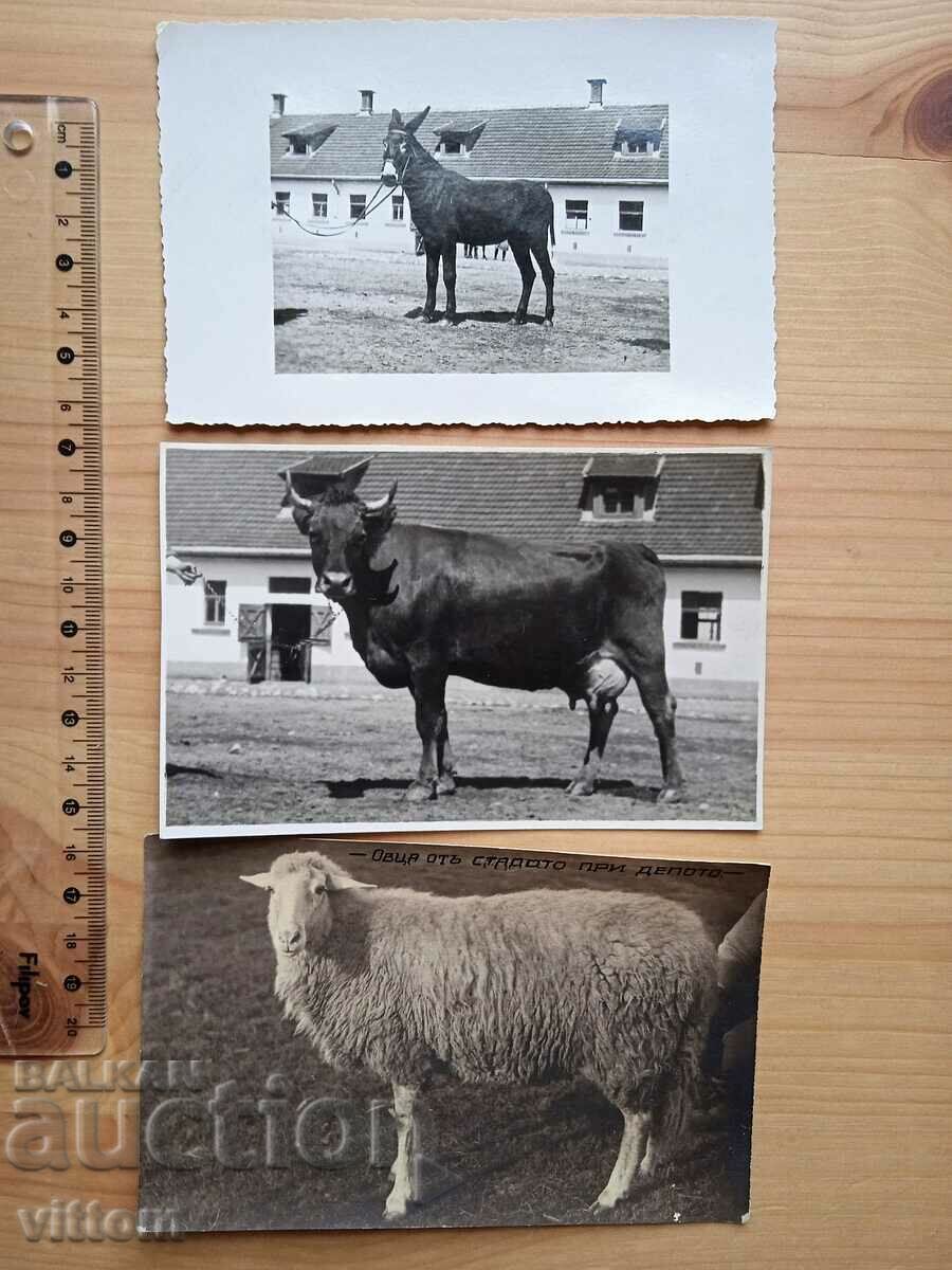 Κτηνοτροφία για παράδειγμα 3 παλιές φωτογραφίες κτηνοτροφική αγελάδα πρόβατα