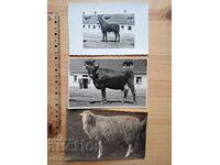 Livestock for example 3 old photos animal husbandry cow sheep