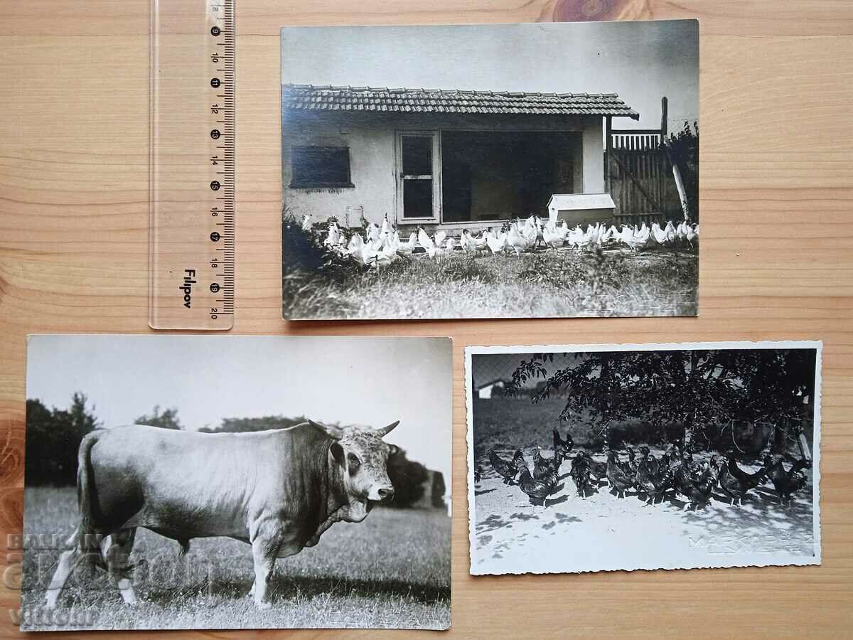 Fabrica de animale de stat Kabiyuk Shumen 3 fotografii vechi