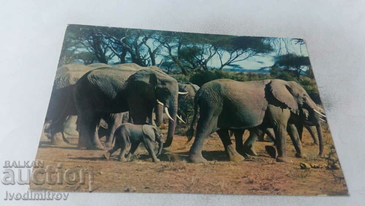 African Fauna Head of Elephants Postcard