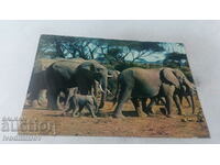 African Fauna Head of Elephants Postcard