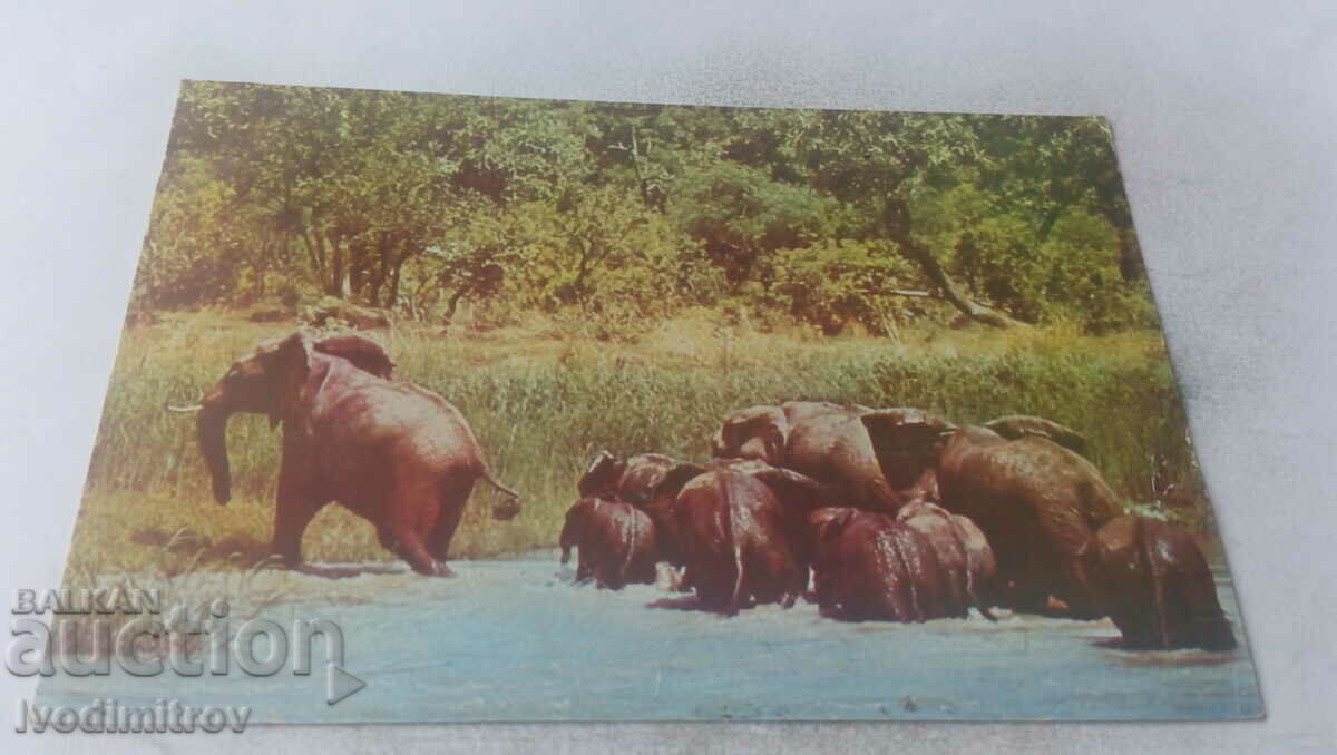 Postcard Luanda A herd of elephants crossing a river 1978