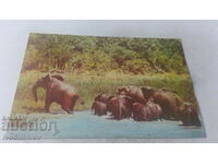 Postcard Luanda A herd of elephants crossing a river 1978