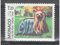 1989. Μονακό. Διεθνής Έκθεση Σκύλων, Μόντε Κάρλο.
