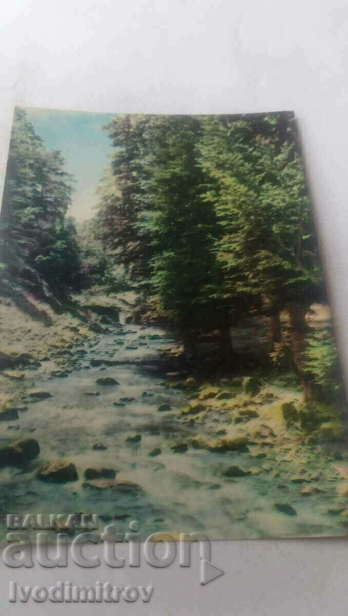 Пощенска картичка Тетевен Местността Костина 1964