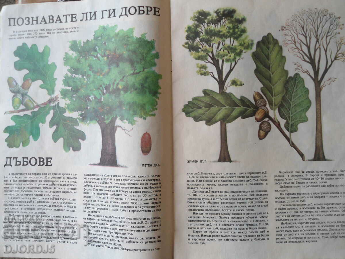 Visiting the forest, Christos Tenev - 5