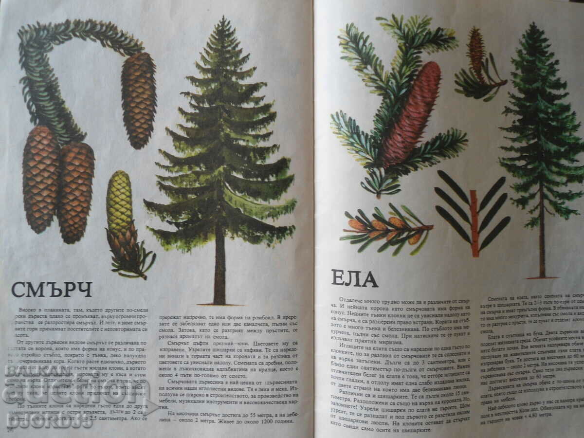 Visiting the forest, Christos Tenev - 6