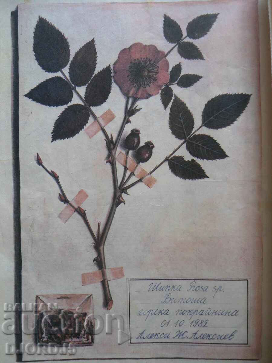 Visiting the forest, Christos Tenev - 7