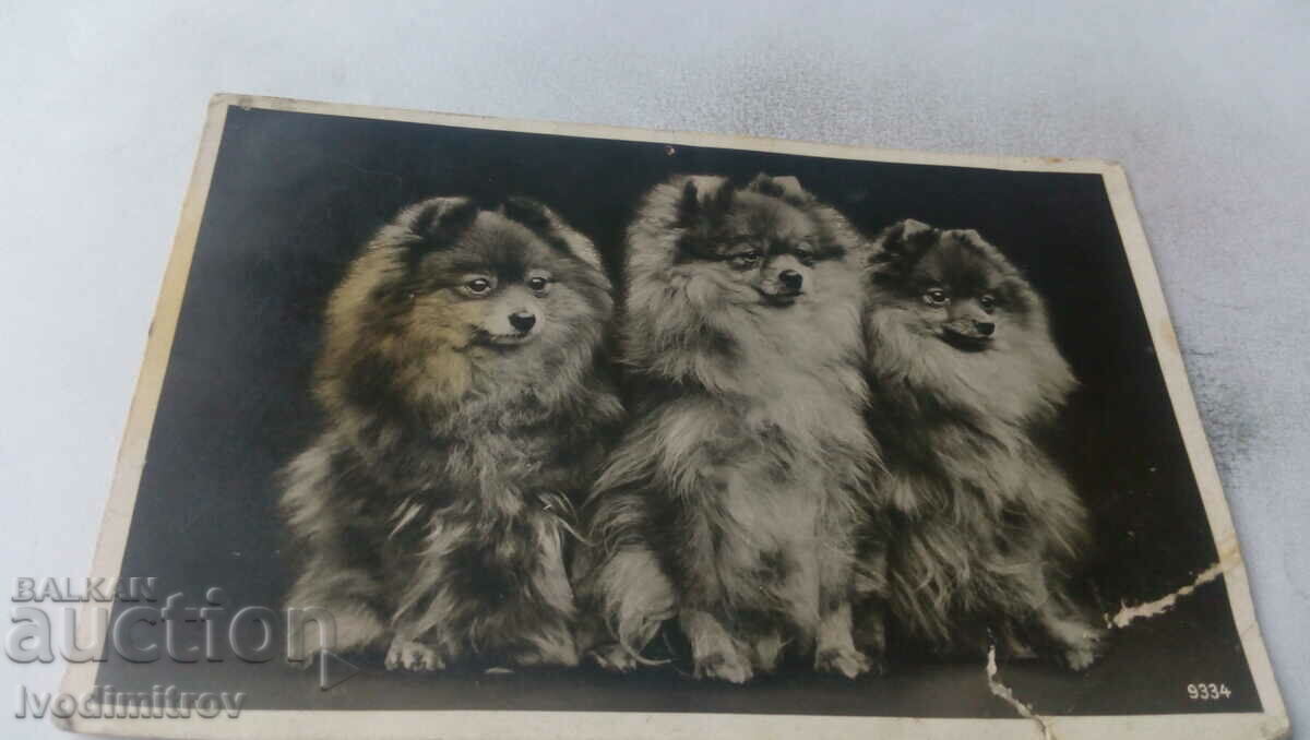 Postcard Three Fluffy Dogs 1944
