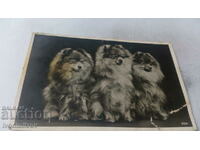 Carte poștală Trei câini pufosi 1944