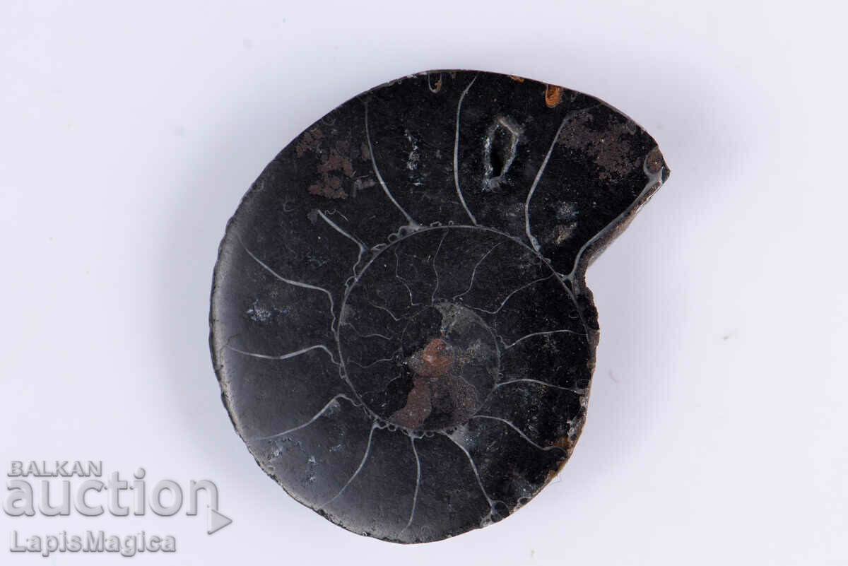 Amonit negru tăiat 5,8 g 29,5 mm