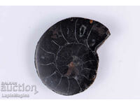 Black ammonite cut 5.8g 29.5mm