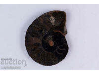 Black ammonite cut 4.33g 34mm