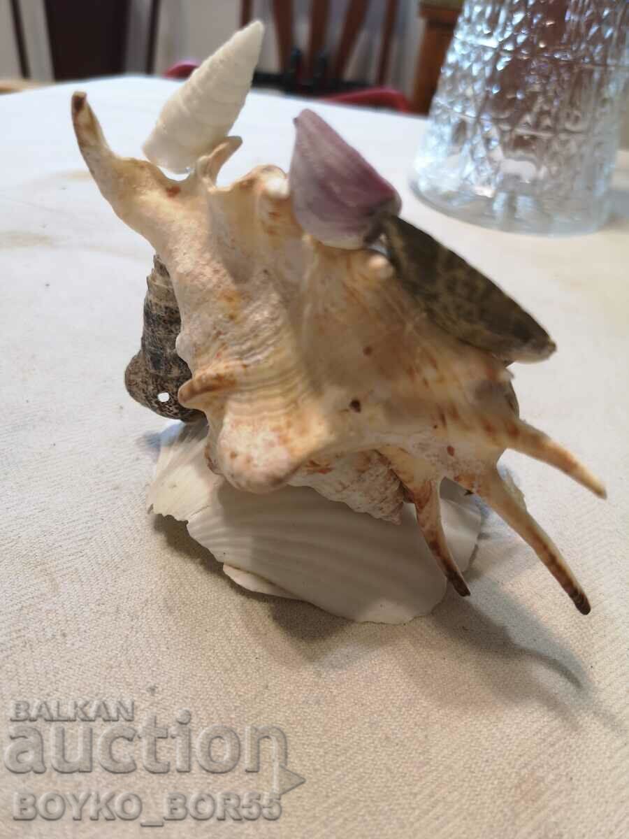 Sea Crab with Crab and Other Marine Animals with price 30.00 BGN | € 15.34 Sea Crab with Crab and Other Marine Animals with price 30.00 BGN | € 15.34