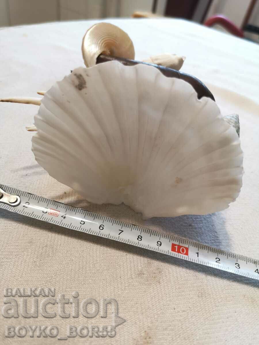 Delivery of Sea Crab with Crab and Other Marine Animals Delivery of Sea Crab with Crab and Other Marine Animals