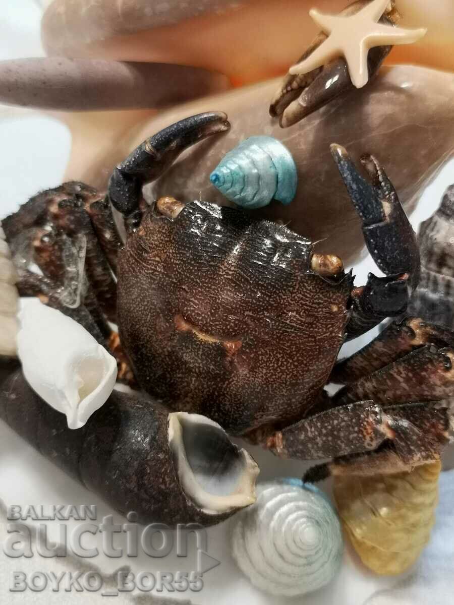 Sea Crab with Crab and Other Marine Animals - 5 Sea Crab with Crab and Other Marine Animals - 5