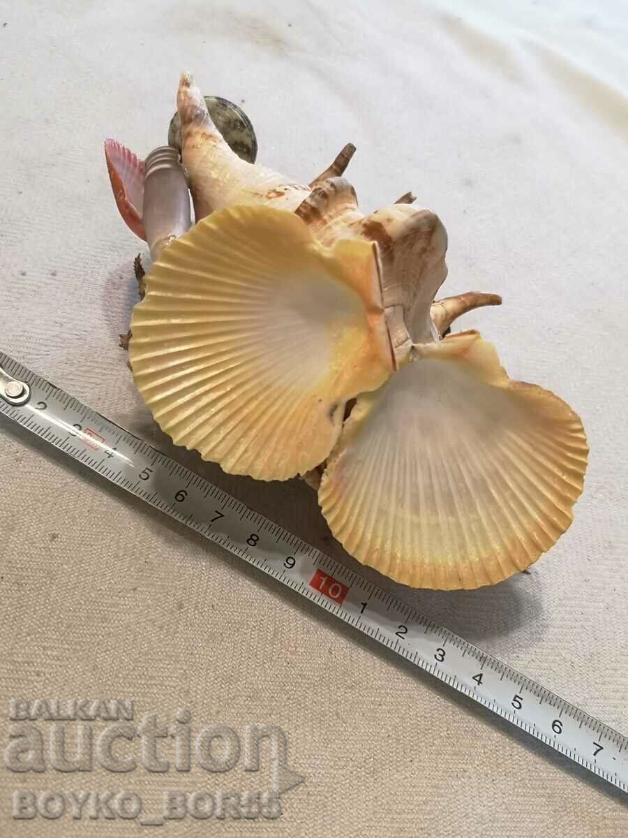 Delivery of Sea Crab with Crab, Sea Horse and Other Sea