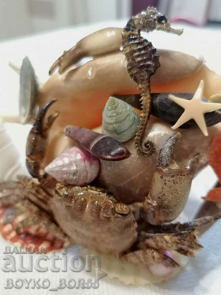 Sea Crab with Crab, Sea Horse and Other Sea - 5