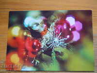 New Year's card - greeting card
