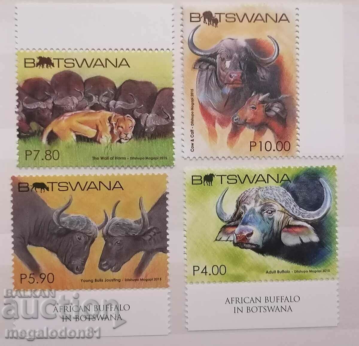 Botswana - fauna, African buffalo