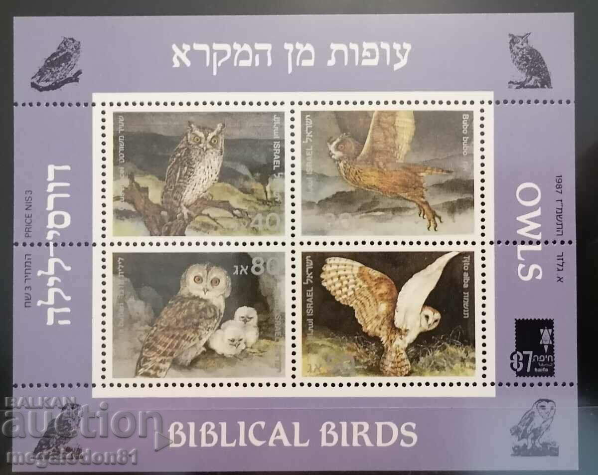 Israel - faună, păsări de pradă - bufnițe