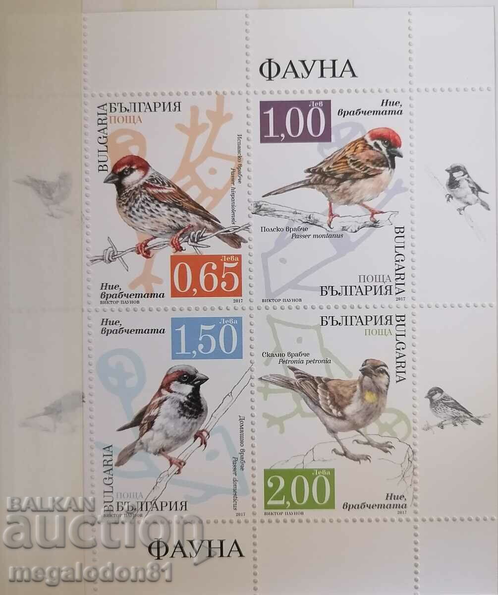 Bulgaria - fauna, sparrows, 2017