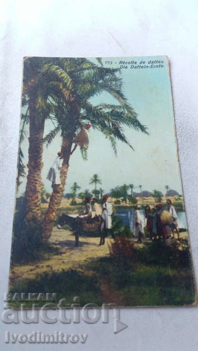 Postcard Recolte de Dattes die Dattein-Ernte 1921