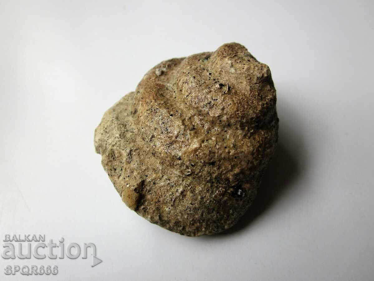 BEAUTIFUL RARE FOSSIL with price 10.00 BGN | € 5.11
