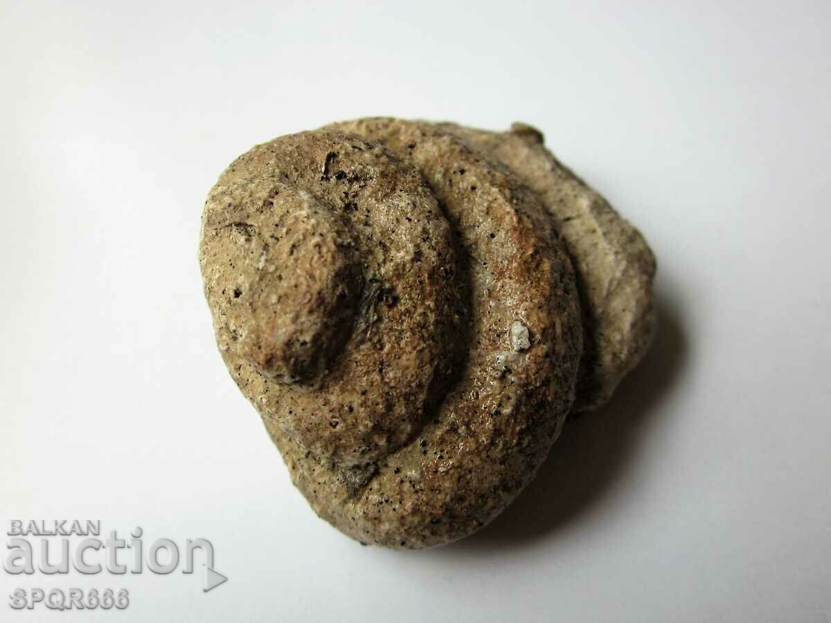 Auction  BEAUTIFUL RARE FOSSIL