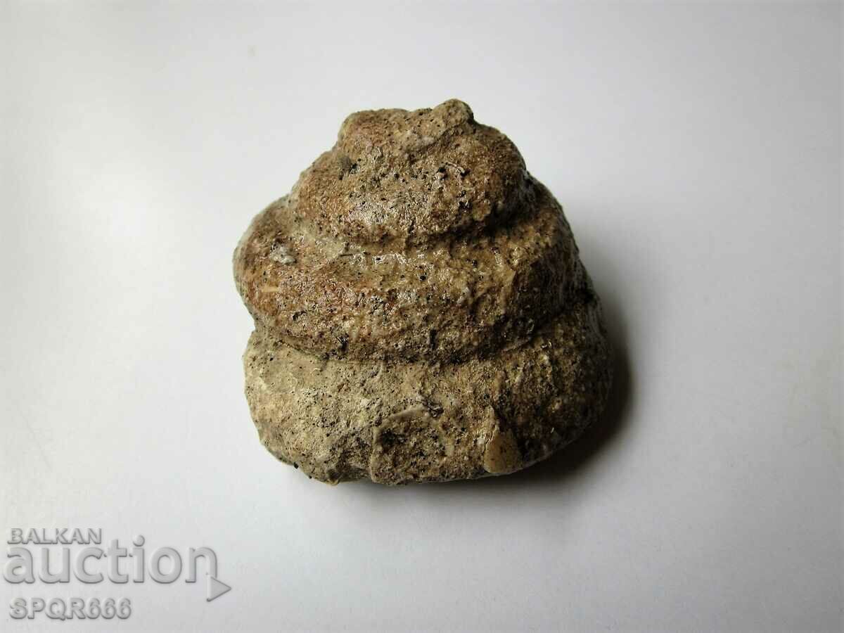 BEAUTIFUL RARE FOSSIL - 5