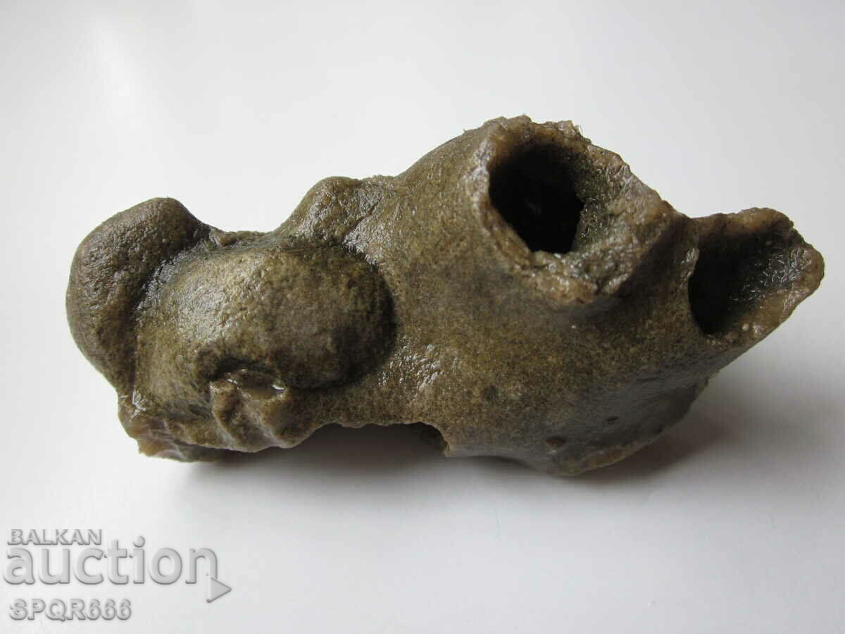 VERY BEAUTIFUL RARE FOSSIL - MARINE TUBEWORM with price 20.00 BGN | € 10.23 VERY BEAUTIFUL RARE FOSSIL - MARINE TUBEWORM with price 20.00 BGN | € 10.23