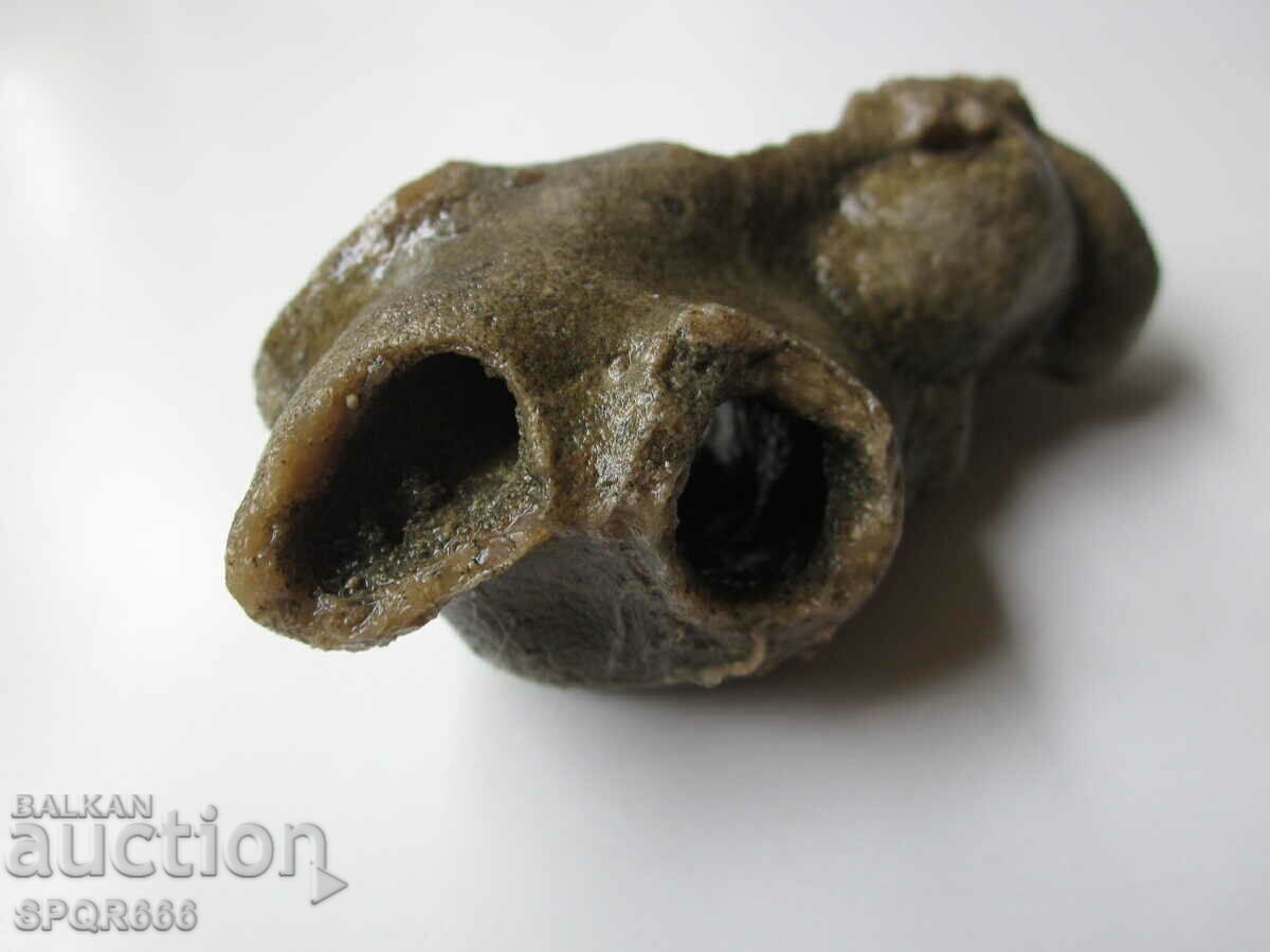 Delivery of VERY BEAUTIFUL RARE FOSSIL - MARINE TUBEWORM Delivery of VERY BEAUTIFUL RARE FOSSIL - MARINE TUBEWORM