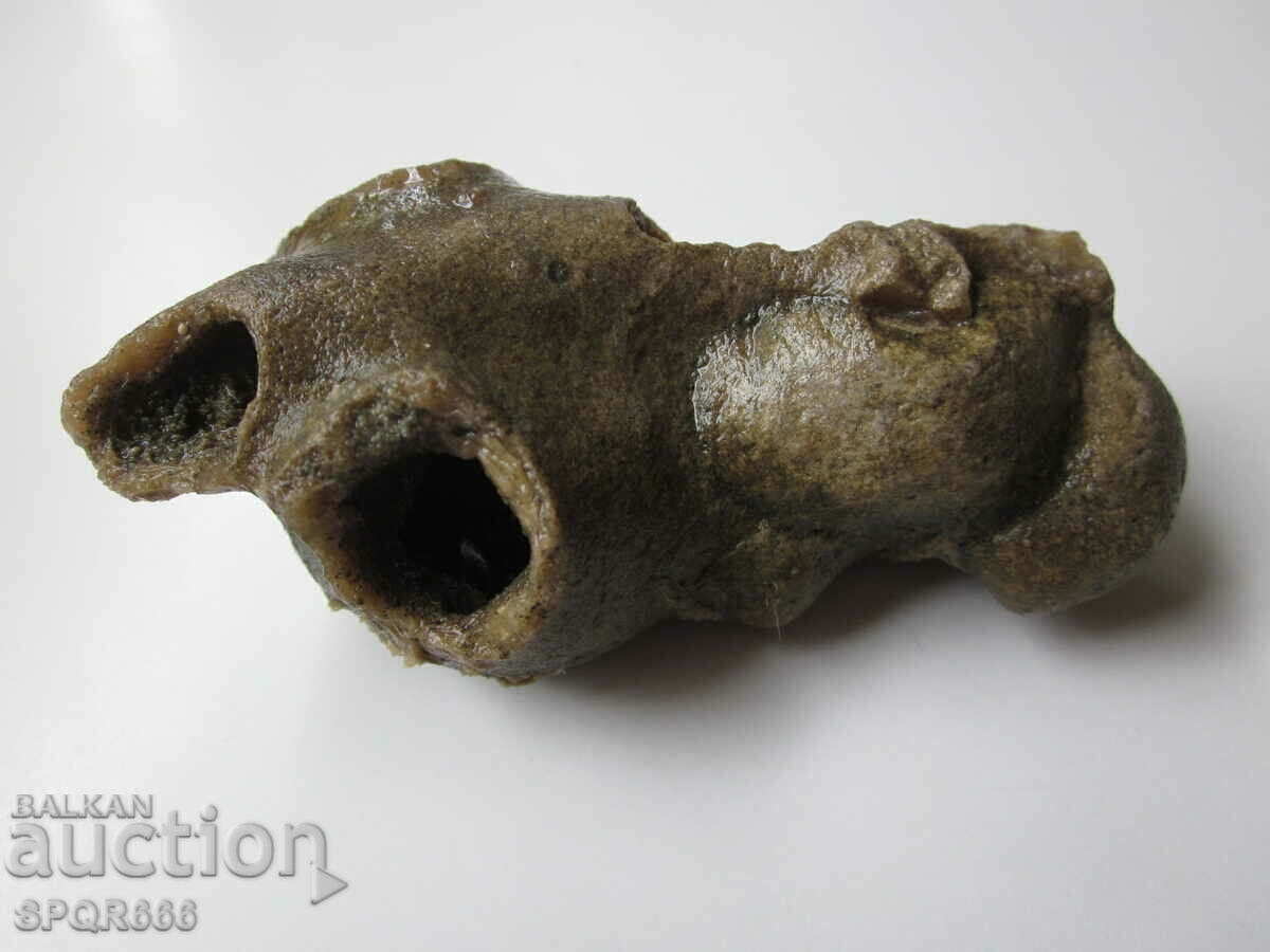 VERY BEAUTIFUL RARE FOSSIL - MARINE TUBEWORM - 5 VERY BEAUTIFUL RARE FOSSIL - MARINE TUBEWORM - 5